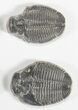 Lot: / Elrathia Trilobite Molt Fossils - Pieces #79020-2